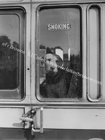 DOG AT TRAIN WINDOW